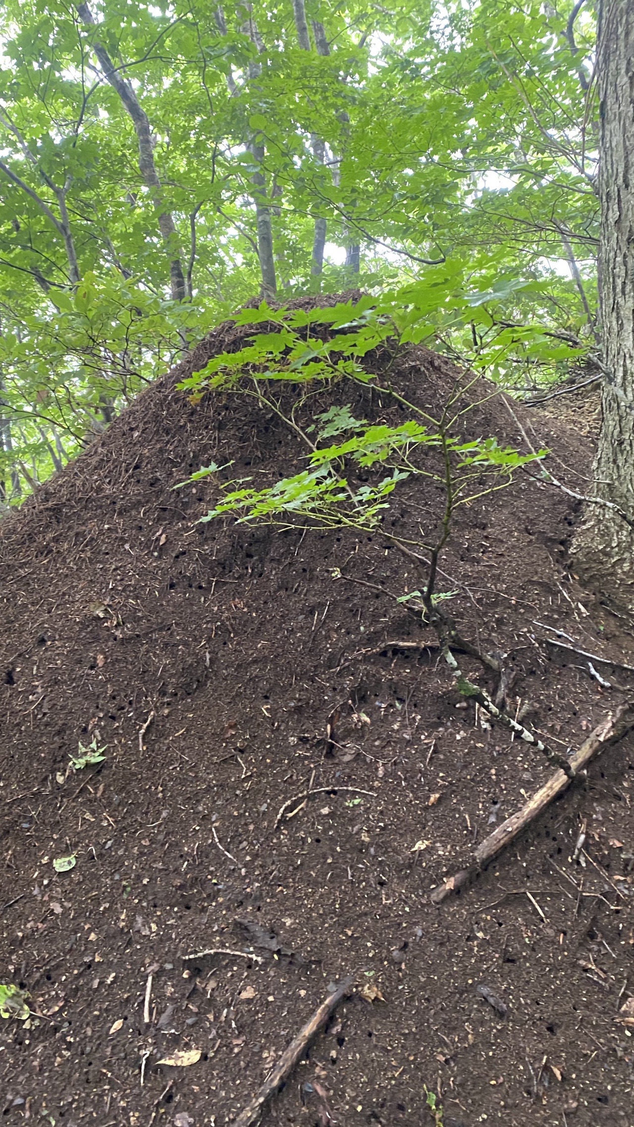 論天山 タダラ峰 尻立山 マトネ 金北山 0723 ヤマジマさんの佐渡島の活動日記 Yamap ヤマップ