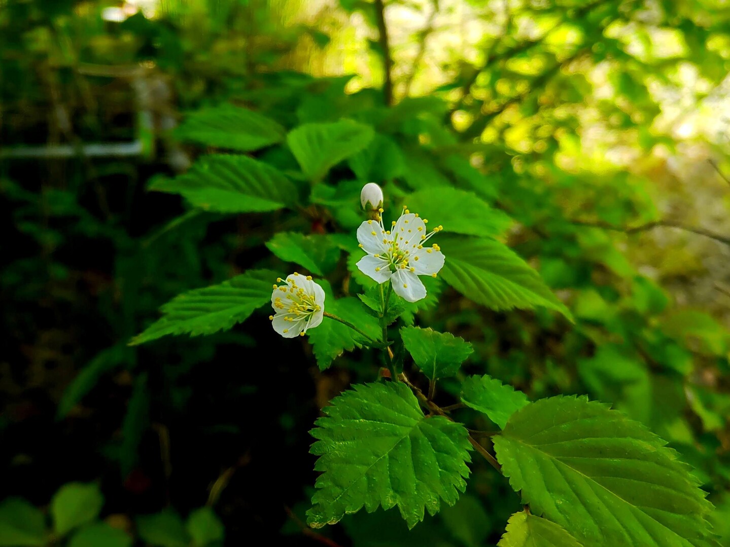 我が家にミヤマザクラが咲いてしまいました... / usaginoharuさんのモーメント YAMAP / ヤマップ