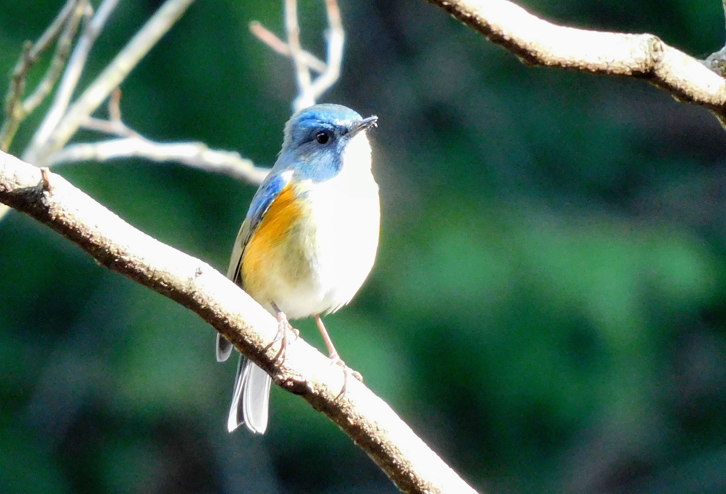 幸せの青い鳥 逢えました ひーさんの松阪市の活動データ Yamap ヤマップ