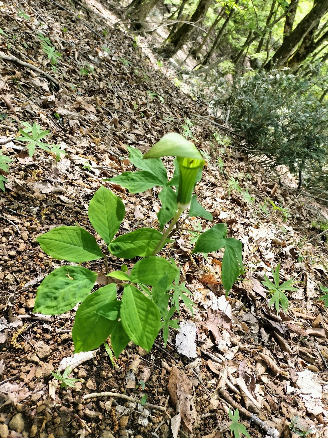 能郷白山-2024-04-26 / inojunさんの能郷白山の活動データ | YAMAP / ヤマップ