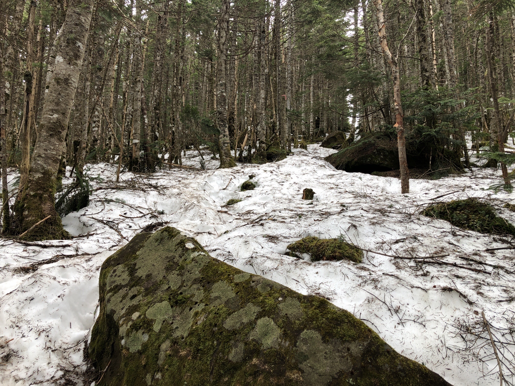 丸山への直登、