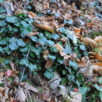 この辺りはイワウチワの群生地です。今年は来そこねましたが、春に訪れたいところ。