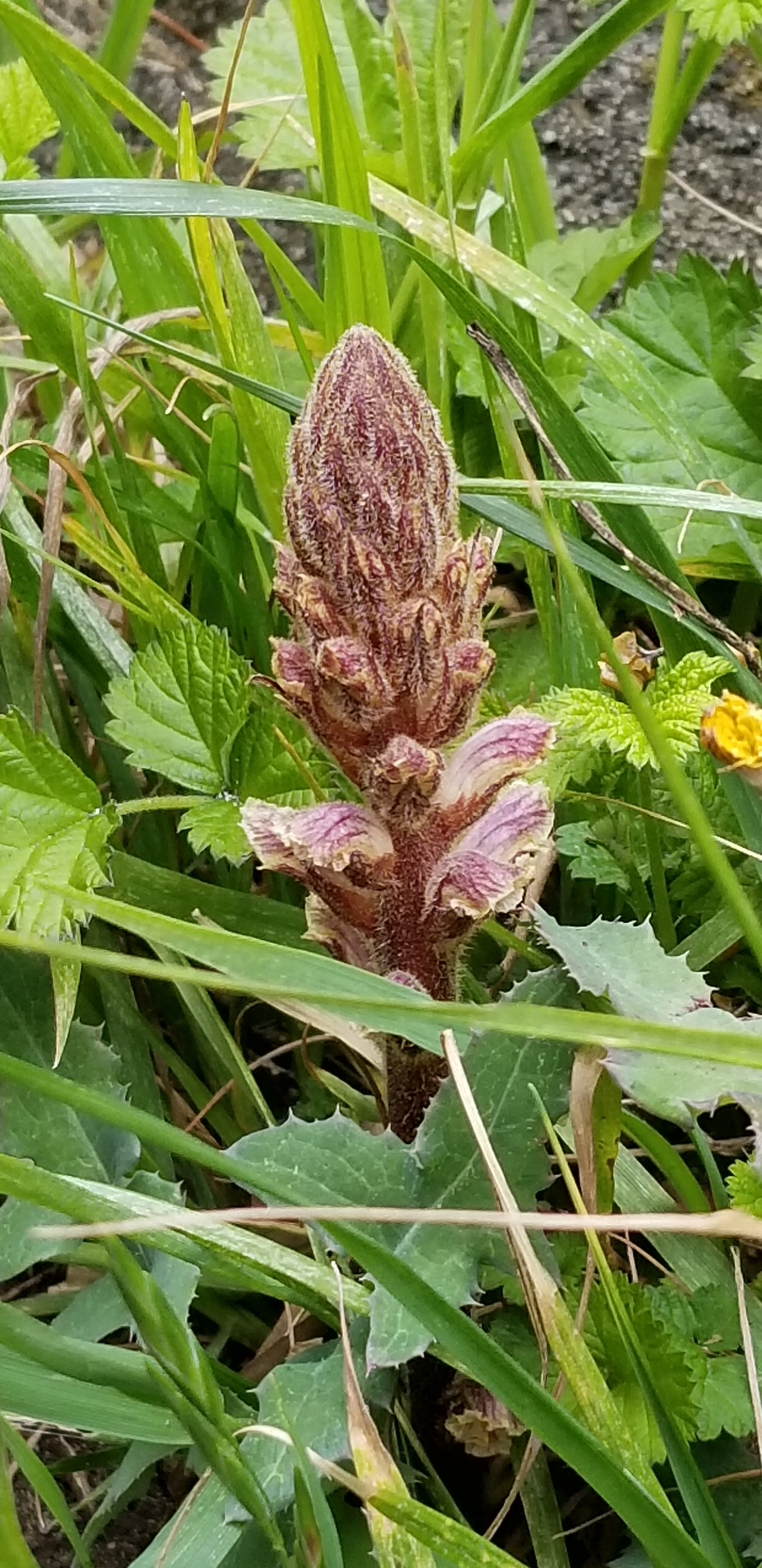 江戸川ハイキング 野草をたずねて ヤマカズさんの松戸市の活動日記 Yamap ヤマップ