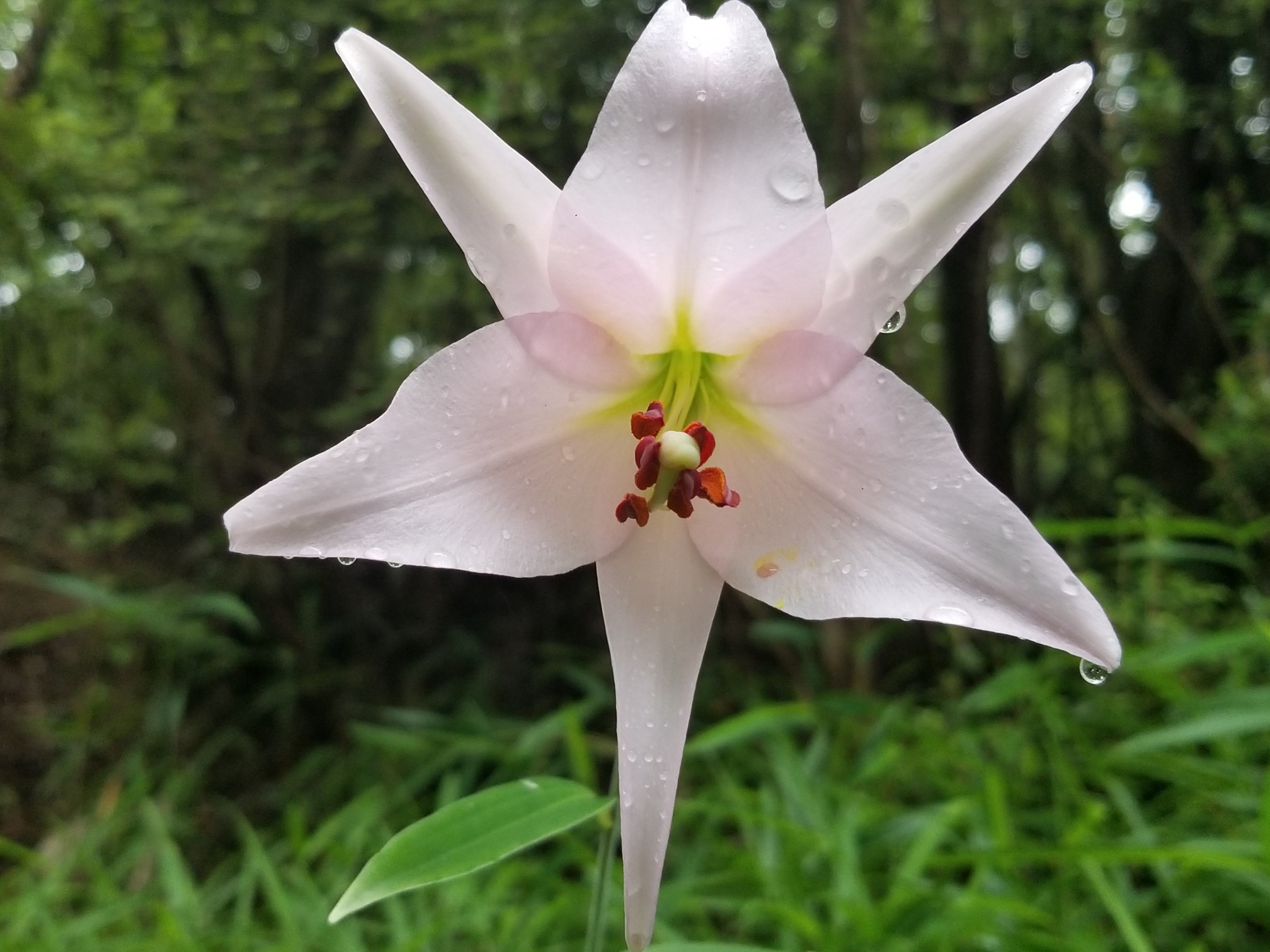 登拝286 御殿山 関電道 中山最高峰 中山ケルン 中山寺奥の院 御殿山 ダブルオーセブンさんの中山 兵庫県 大峰山の活動データ Yamap ヤマップ