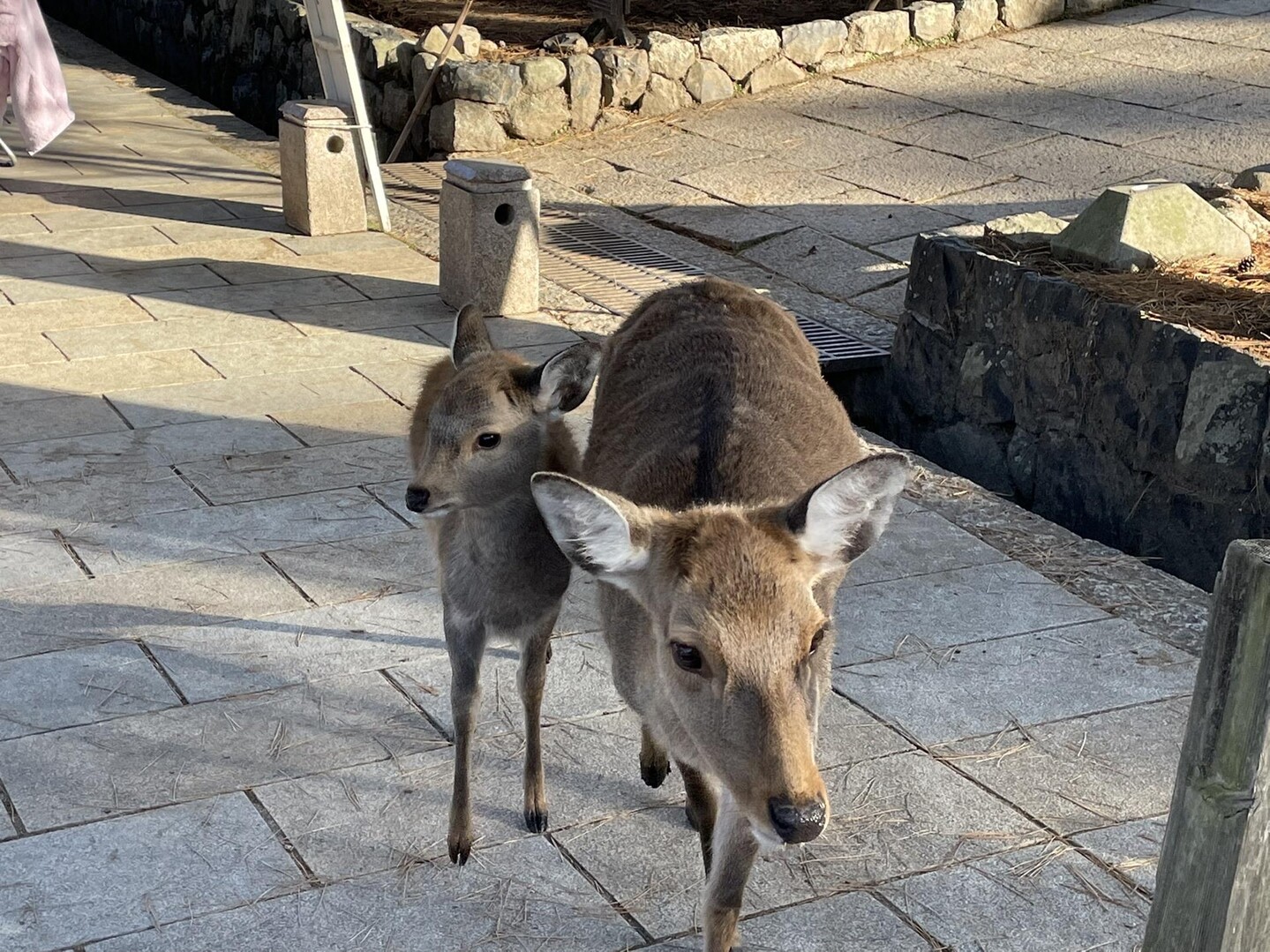 奈良「春日山」「春日大社）に登った帰り、... / リエチャルさんのモーメント YAMAP / ヤマップ