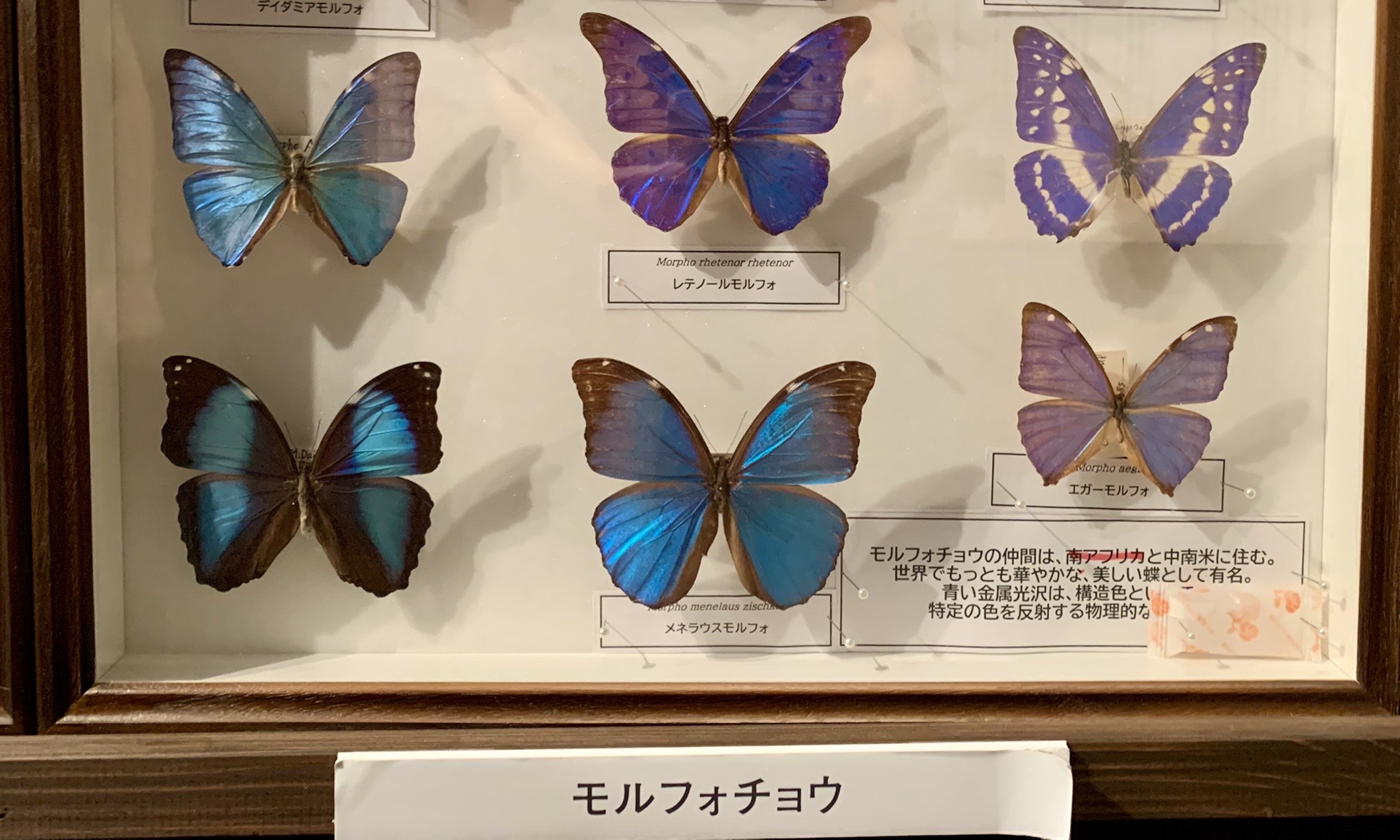 エガーモルフォ♀ブルーフォーム！標本！ エガーモルフォ♀ブルーフォーム！標本！ エガーモルフォ♀ブルー