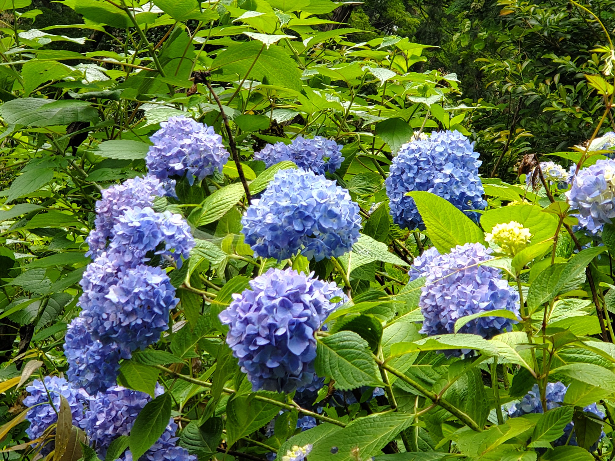 大平山 あじさい坂 21 06 05 はたやんさんの太平山 晃石山 唐沢山の活動日記 Yamap ヤマップ