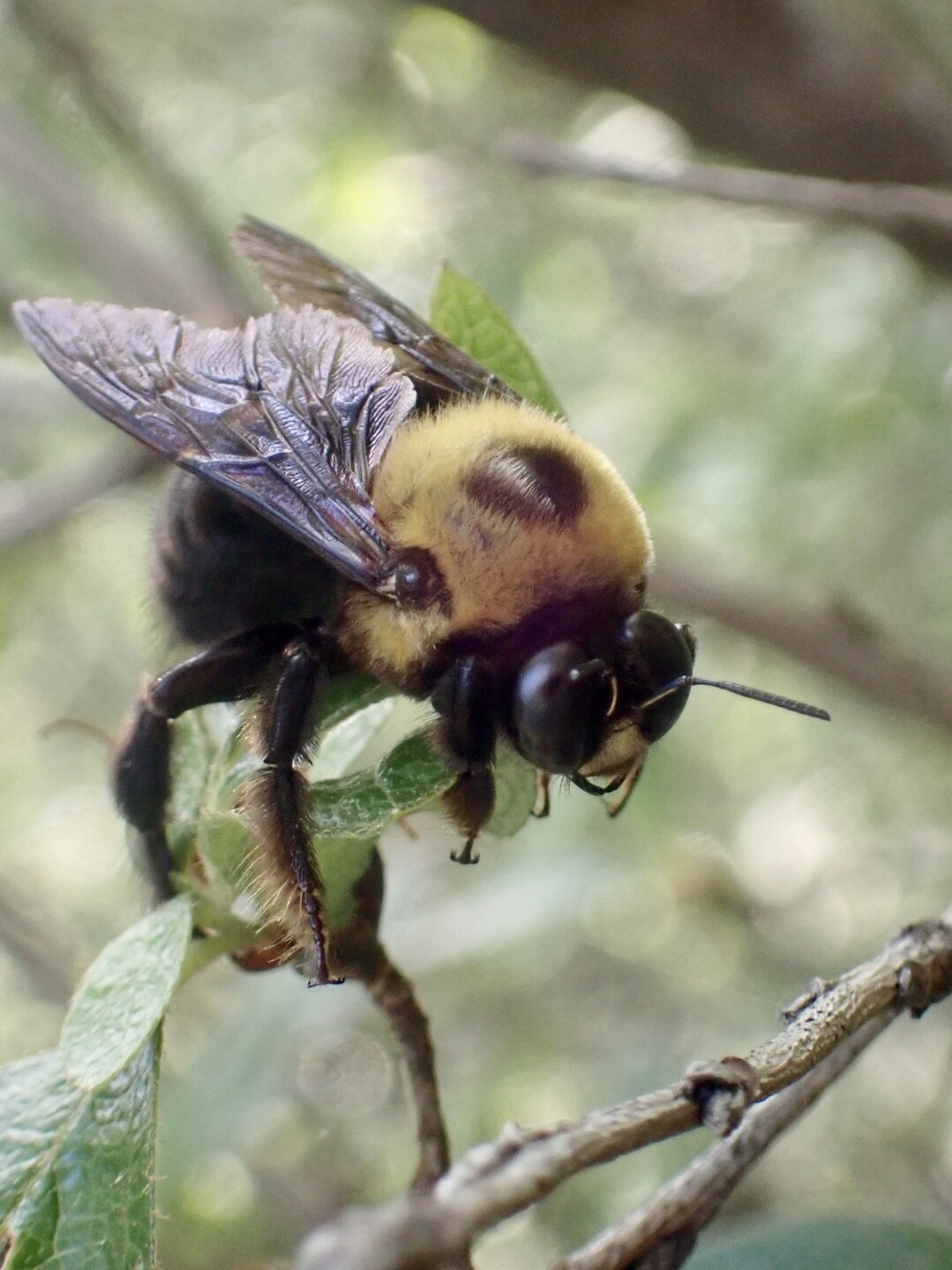 にじいろの虫 きみちゃんさんの八丈岩山の活動日記 Yamap ヤマップ