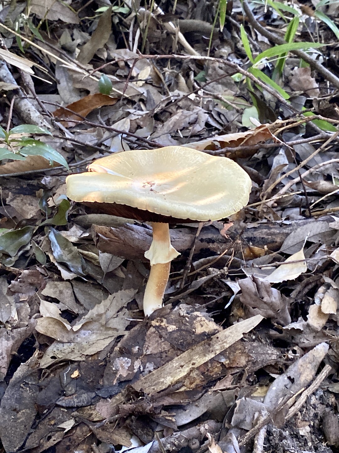 キーナの森公園 北部観察路 点名藍那 丹生山 帝釈山 シビレ山の写真5枚目 公園内で見つけた大きなキノコ Yamap ヤマップ