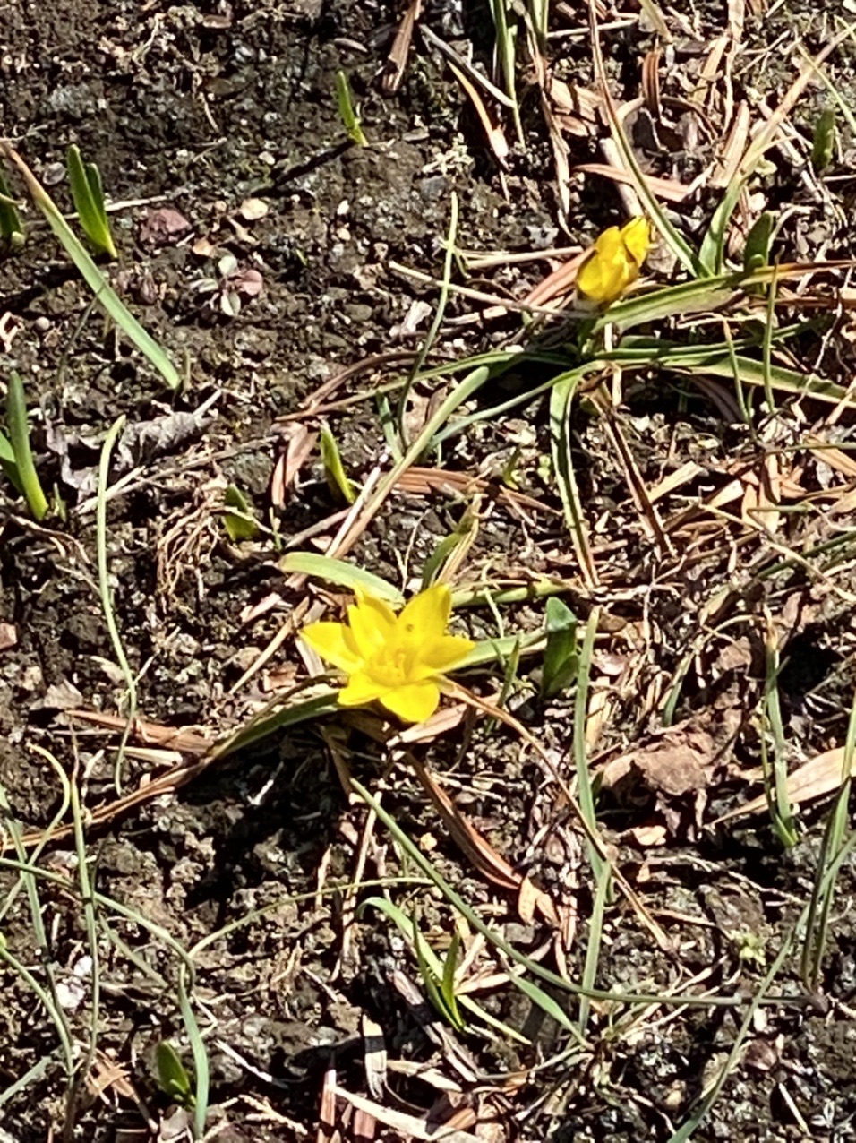 大船フラワーセンター 鎌倉 横浜48 ぽこぽこさんの鎌倉市の活動日記 Yamap ヤマップ