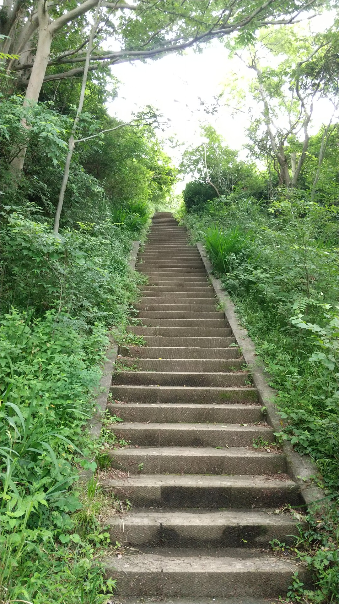 鷹取山 06 18 キャサリンさんの鷹取山 横須賀市 逗子市 の活動日記 Yamap ヤマップ