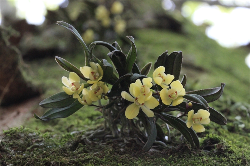 今年のゴールデンウィークは自宅で花見 千紫万紅さんの諫早市の活動データ Yamap ヤマップ