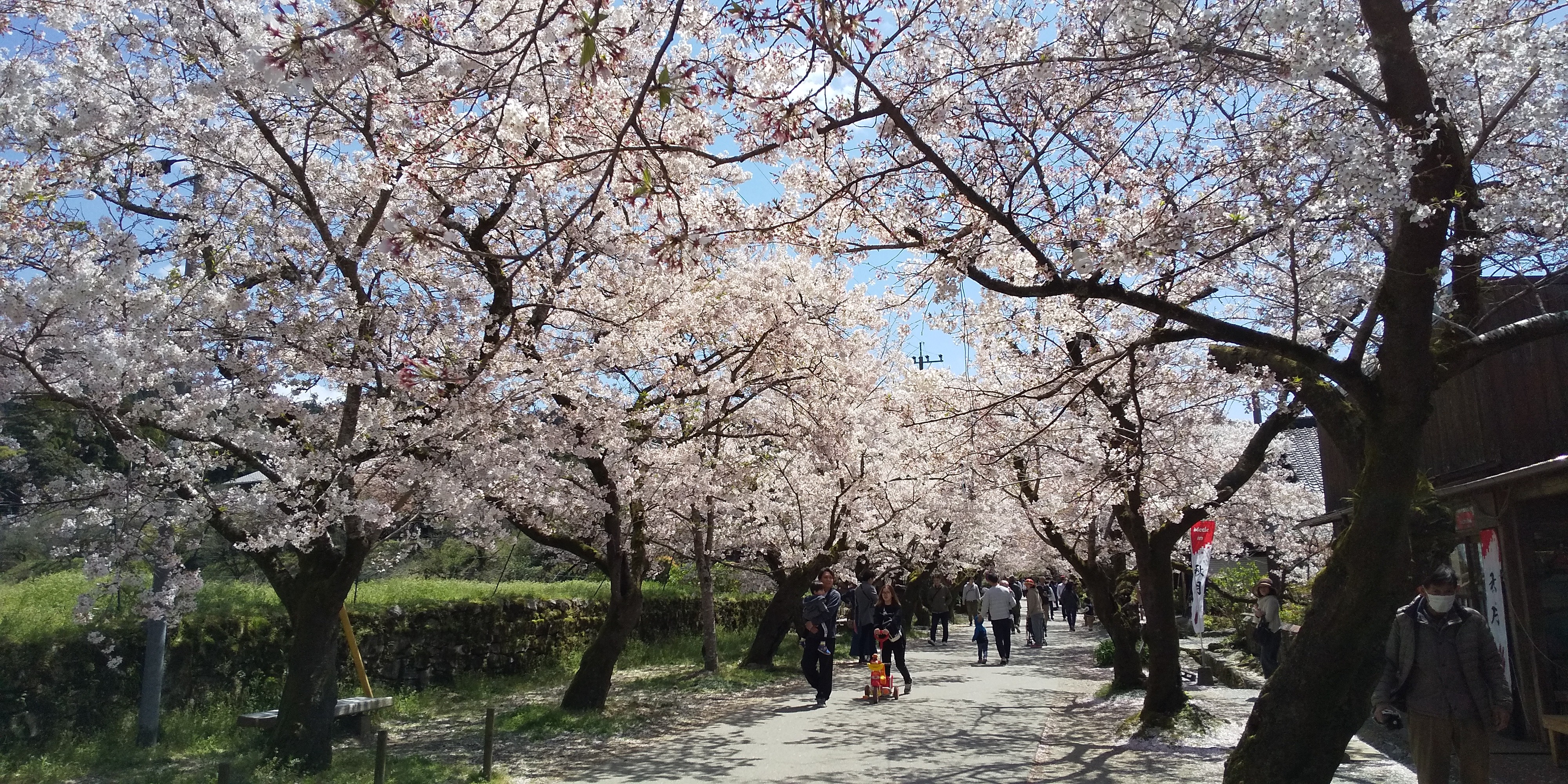 古処山 秋月城桜並木 04 05 ともおさんの古処山 屏山 馬見山 江川岳の活動データ Yamap ヤマップ