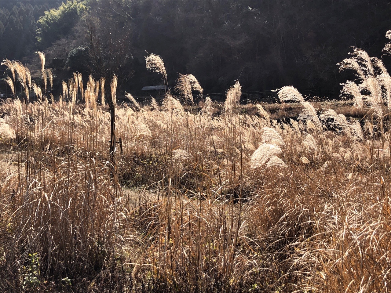 高取山 ススキの原