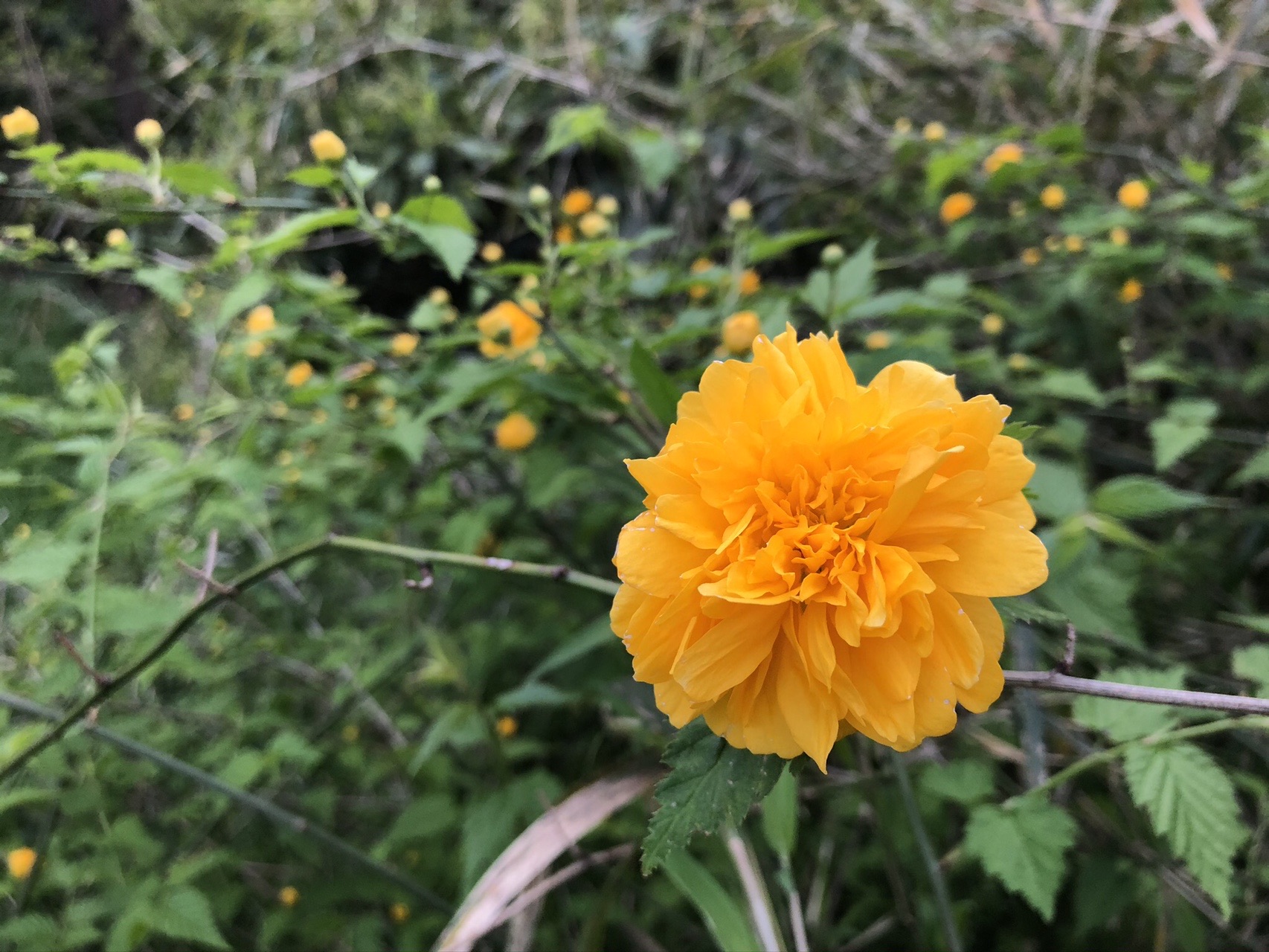 鎌倉 衣張山のヤエヤマブキ Ikawax777さんの逗子市の活動データ Yamap ヤマップ