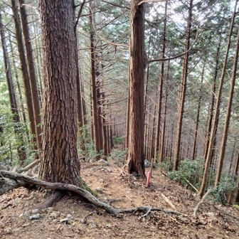 日本オオカミ像へ向かう道。
かなり急な下り坂でとても怖かったが、サークルメンバーはスイスイ歩いていた。