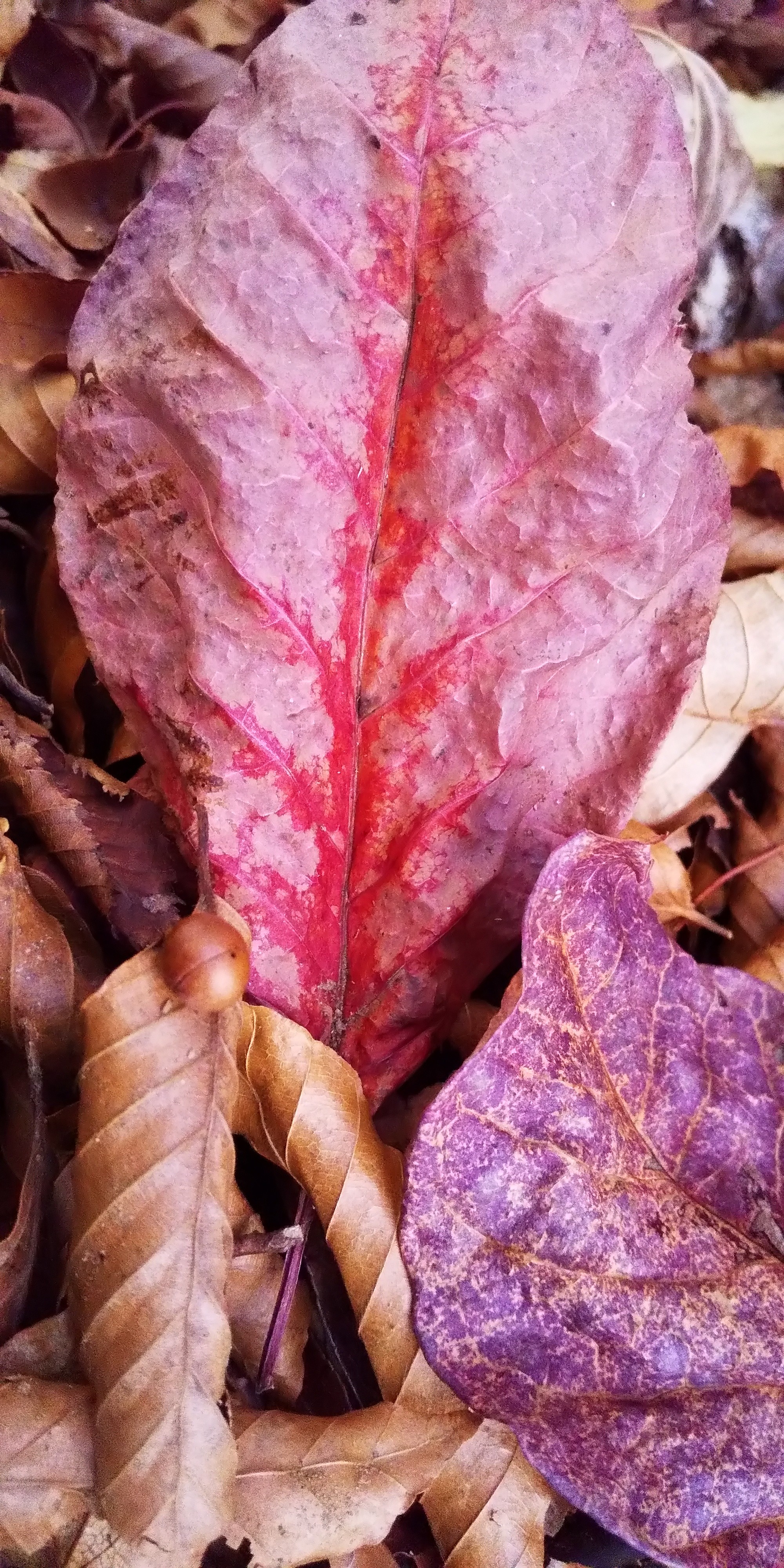 ヒメシャラの森 新百姓山 桧山 H Lily 花ちゃん さんの傾山の活動データ Yamap ヤマップ