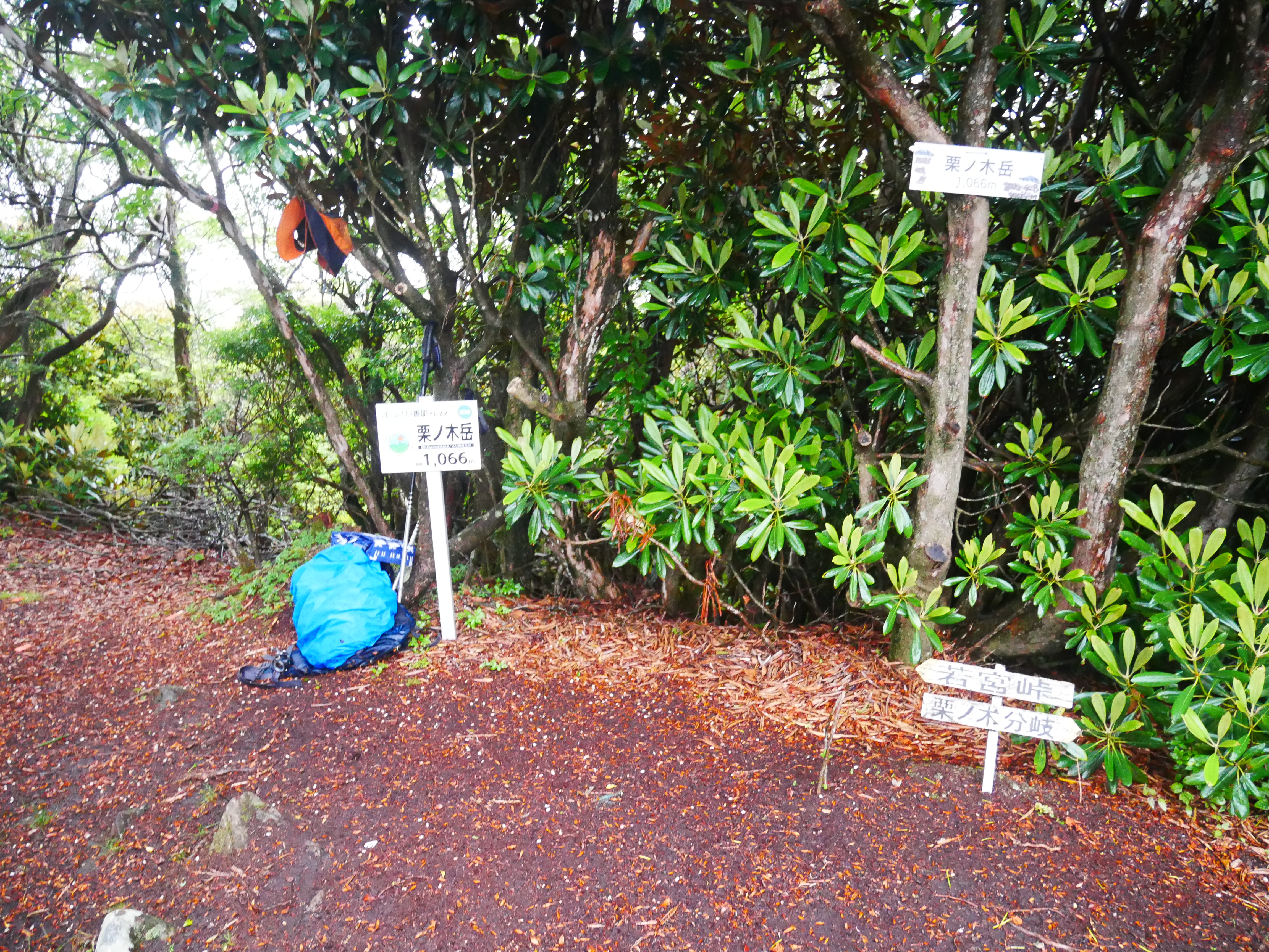栗ノ木岳は本降りで滑りまくり まのちゃんさんの三峰山 学能堂山 栗ノ木岳の活動データ Yamap ヤマップ