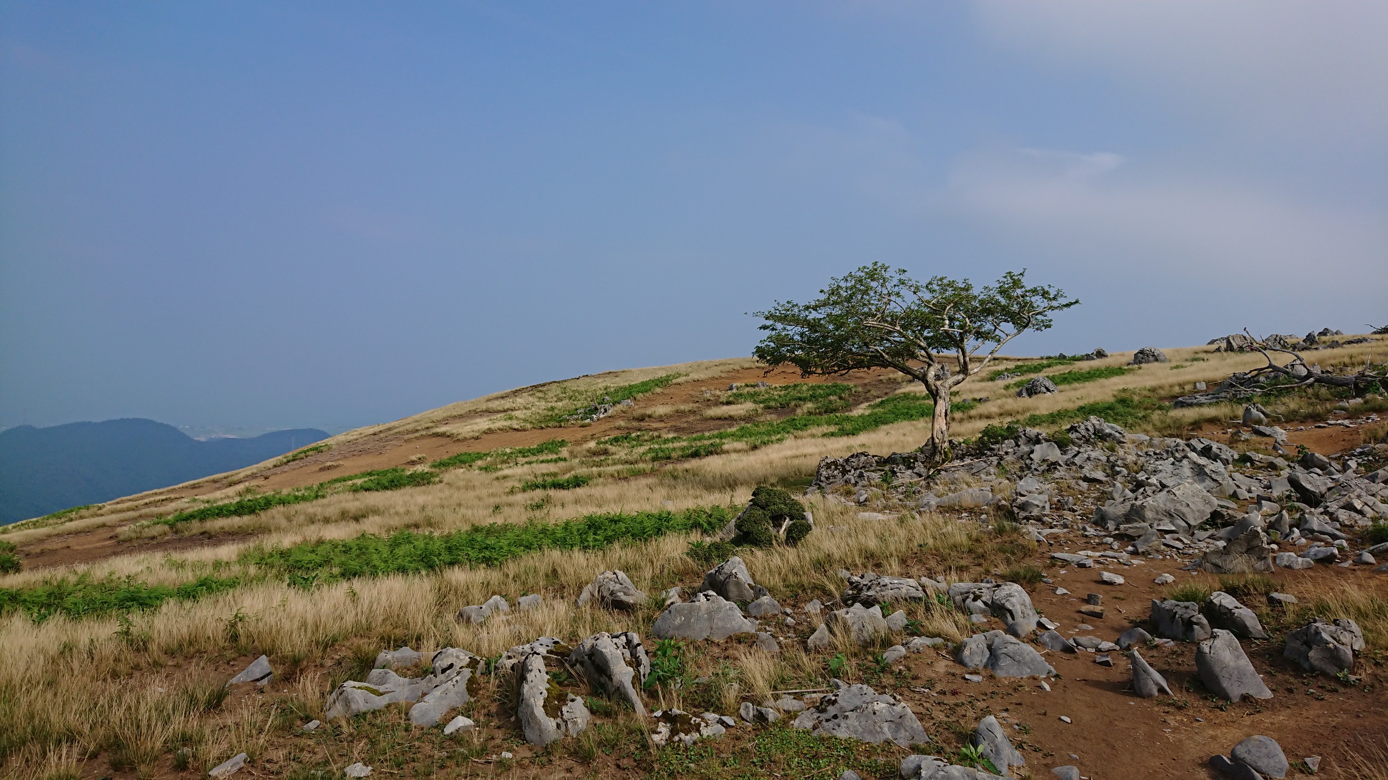榑ヶ畑 汗ふき峠 霊仙山 笹峠 今畑 落合 榑ヶ畑 まぎーさんの霊仙山の活動日記 Yamap ヤマップ