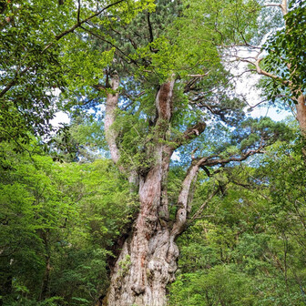 クーちゃんさん