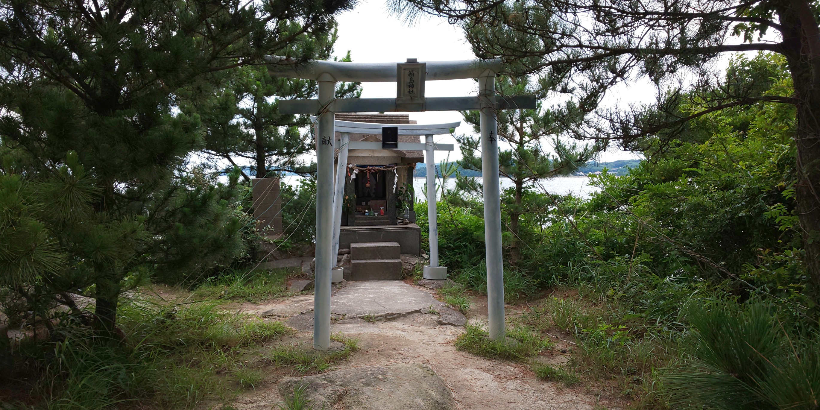 ハマボウと箱島 21 07 11 Jijiさんの 公式 福岡市 防災情報含む の活動日記 Yamap ヤマップ