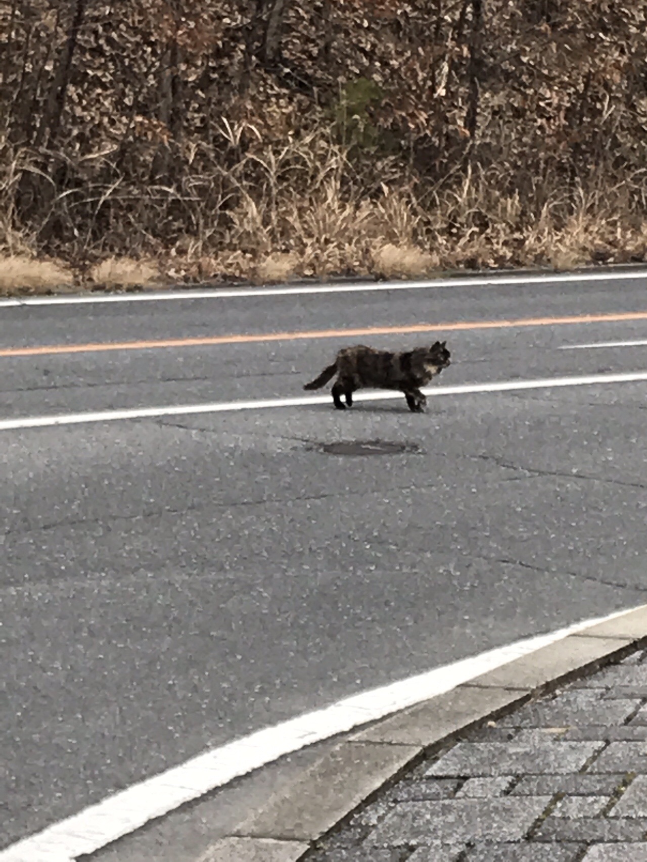 こんなに苦しいのなら悲しいのなら 愛などいらぬ 散歩編 Onojunさんの倉敷市 水島 児島エリアの活動データ Yamap ヤマップ