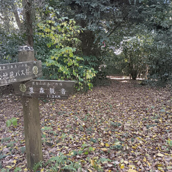 見張山へと続く山道、カサタカゴン峻道のトレイルはまっすぐこの森の中へと進みます。
中へ入るとピンテが案内してくれます。