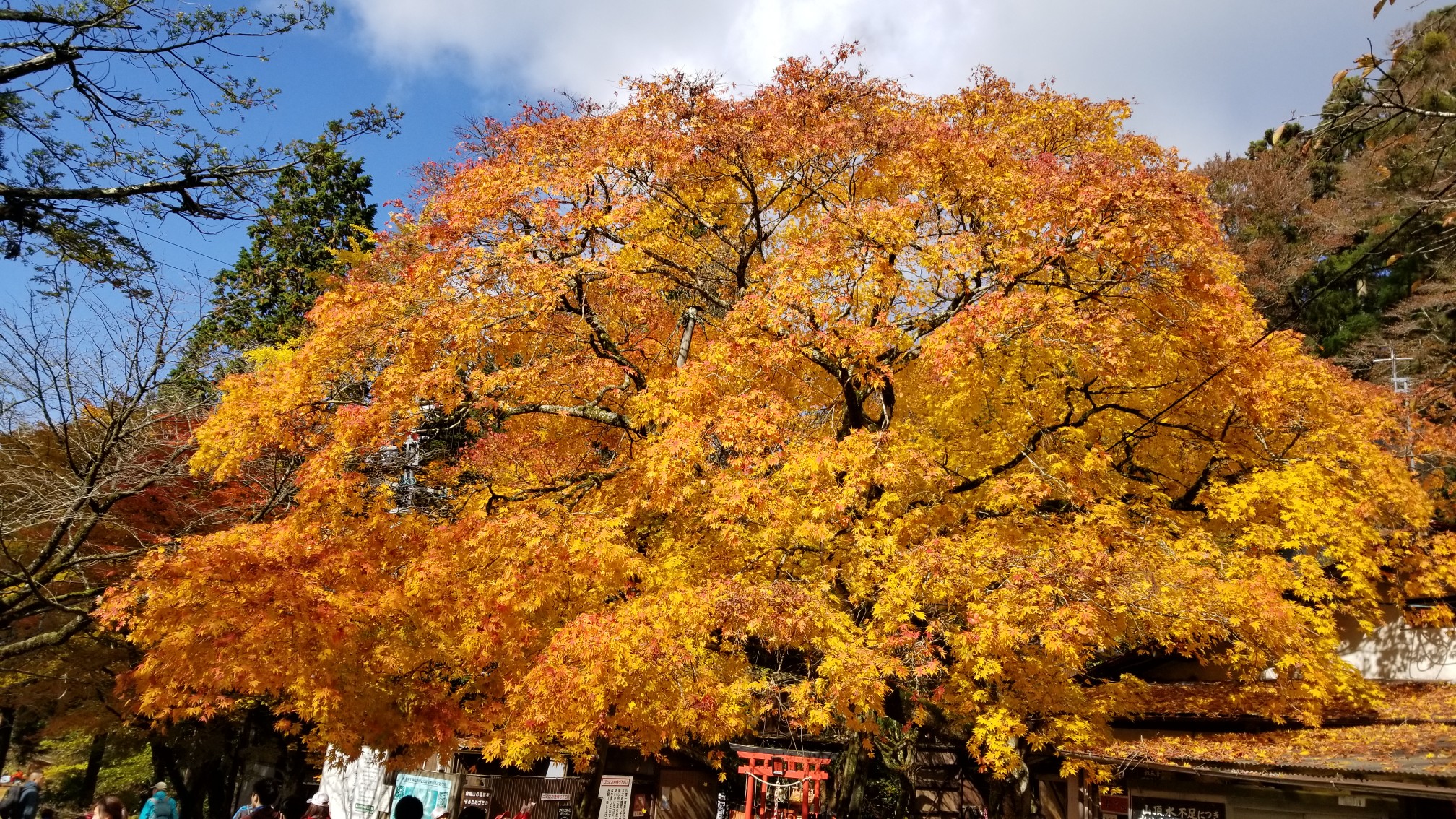 金剛山 紅葉とカケス あまなさんの金剛山 二上山 大和葛城山の活動データ Yamap ヤマップ