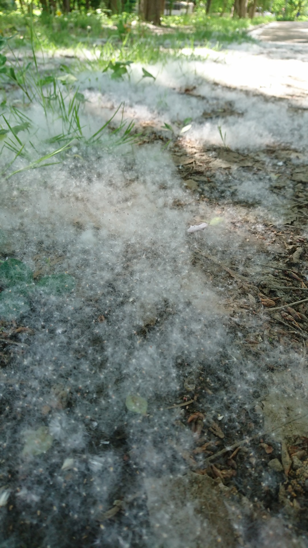 すごくいい天気 ポプラの綿毛 Orikawaさんの札幌市の活動データ Yamap ヤマップ