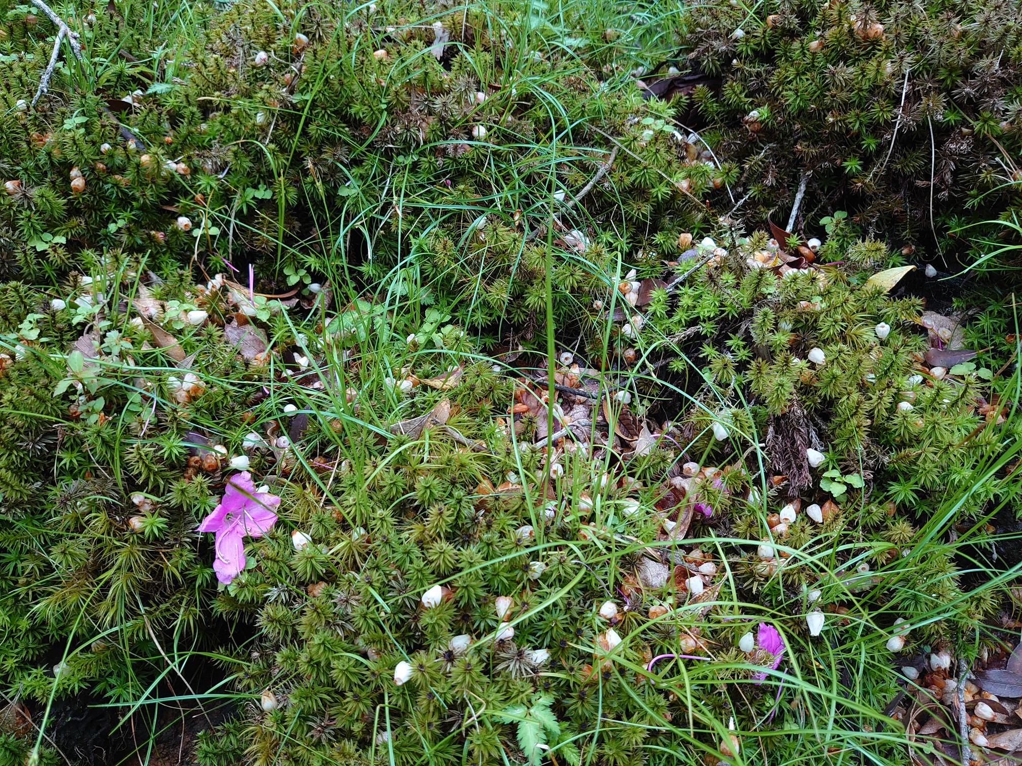 3 100 天城山は時計回りで 馬酔木は終 躑躅と石楠花は満開 こっとさんの天城山 鉢ノ山 三筋山の活動データ Yamap ヤマップ