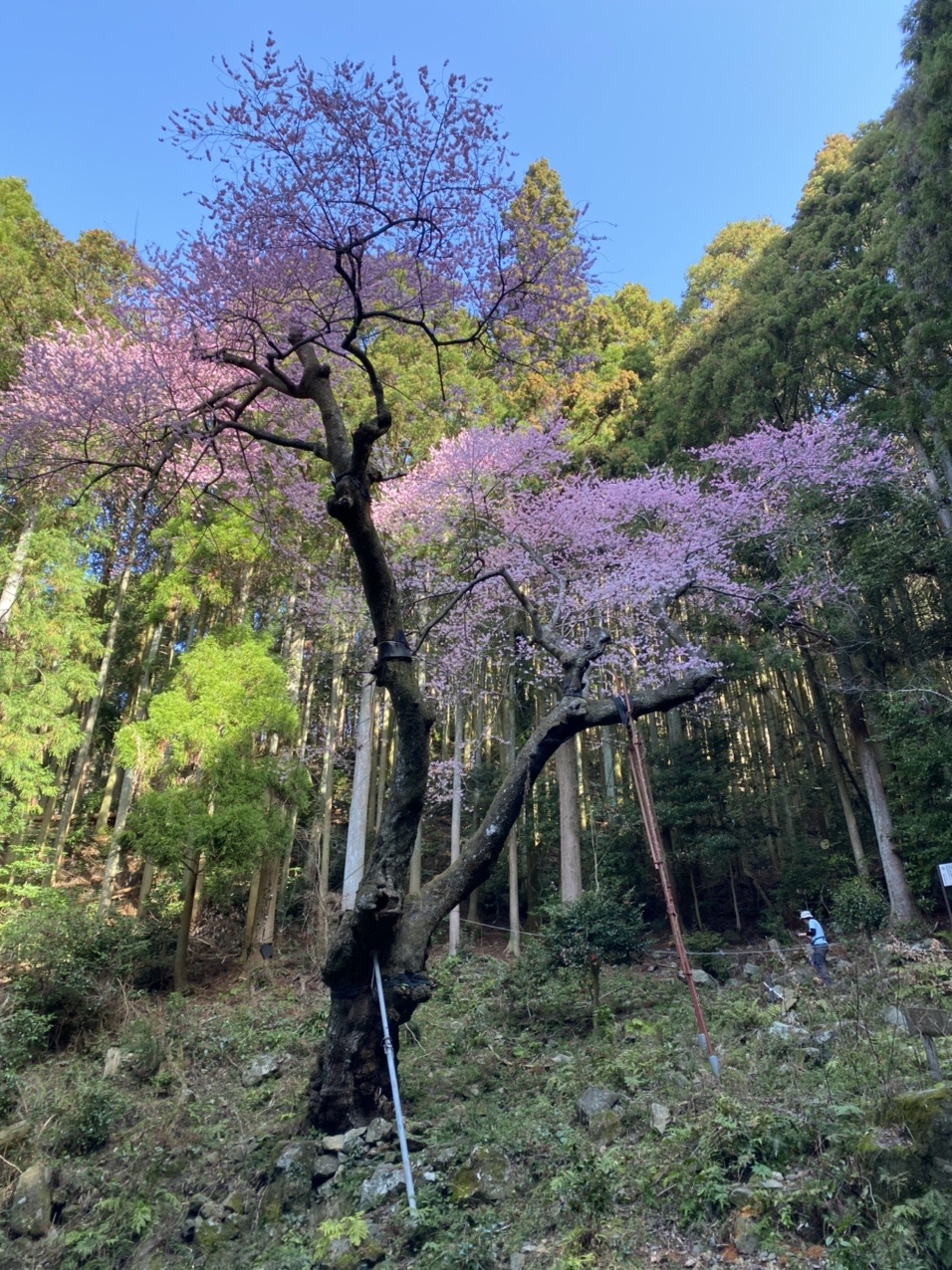 福智山 赤松台 尺岳 虎尾桜 満開 まきさんの福智山 尺岳 雲取山の活動データ Yamap ヤマップ