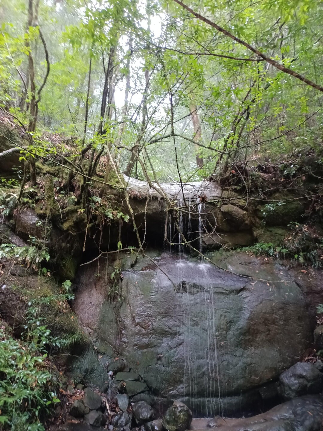 雨の加江田渓谷散策(^o^)20230224 / よねさんの双石山・花切山・岩壺山の活動データ YAMAP / ヤマップ