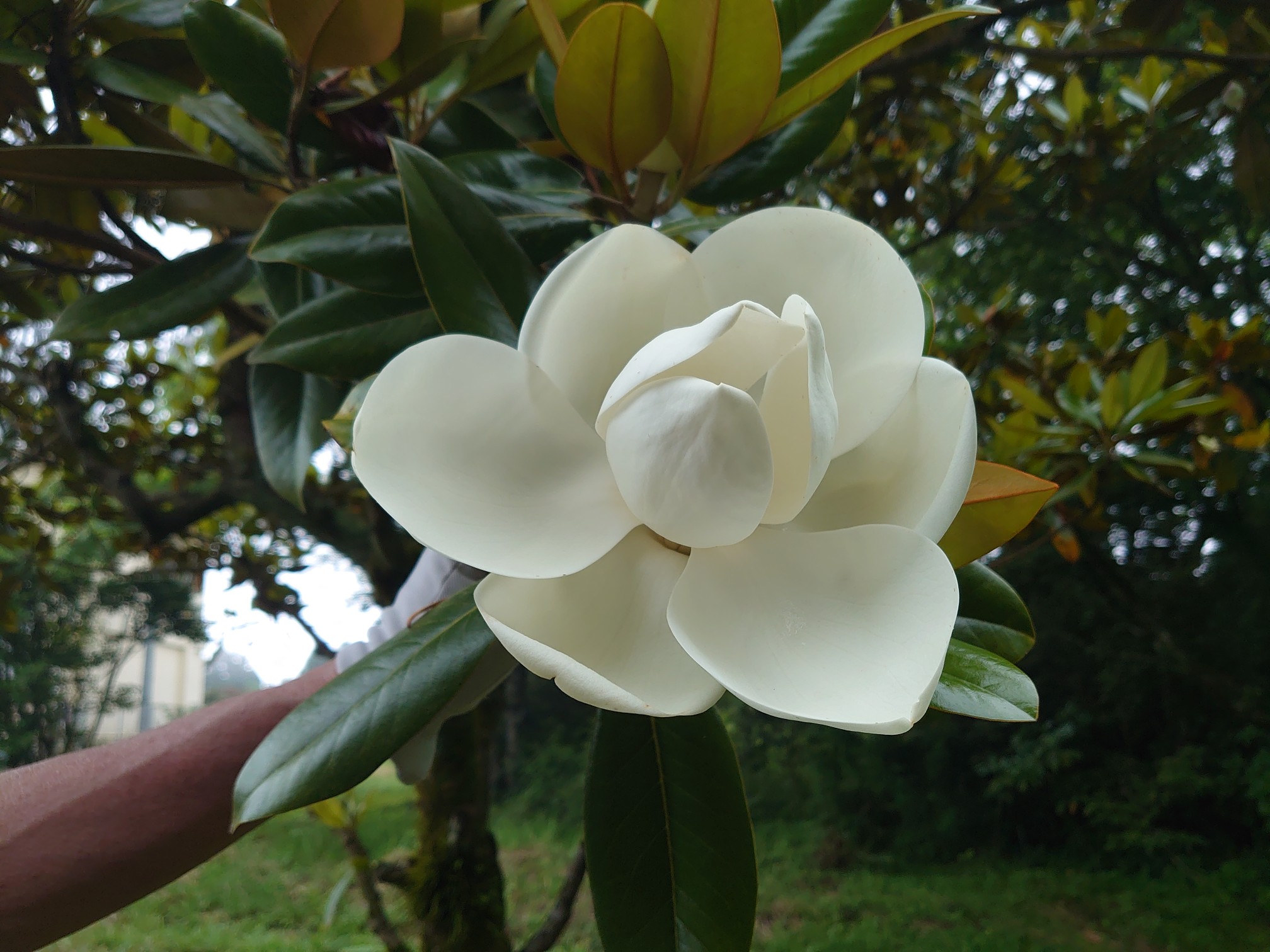 大麻山 タイサンボクの花 のむさんさんの大麻山 島根県 の活動データ Yamap ヤマップ