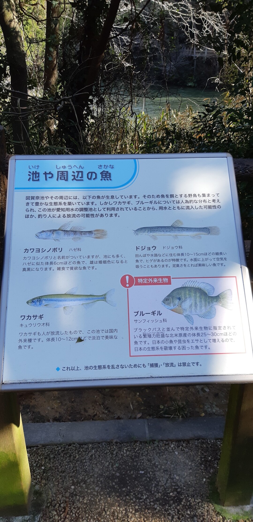 名鉄常滑 河和線で行く加木屋緑地 知多半島 任坊山 本宮山 鍋山 の写真36枚目 ブルーギルが生態系を破壊している Yamap ヤマップ