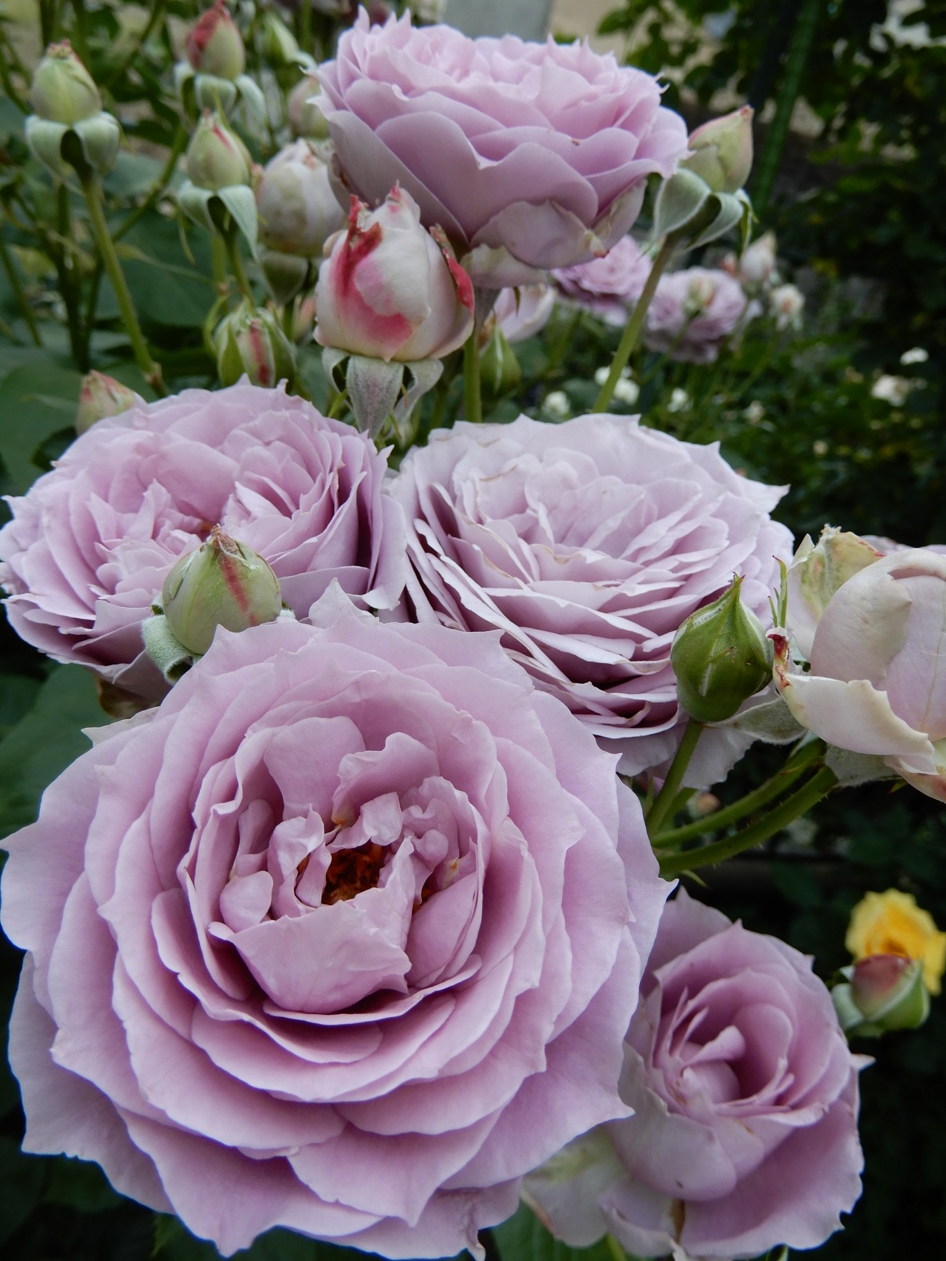 ようこそマイガーデンへ きーちゃんさんの大小山 妙義山 西場富士の活動日記 Yamap ヤマップ