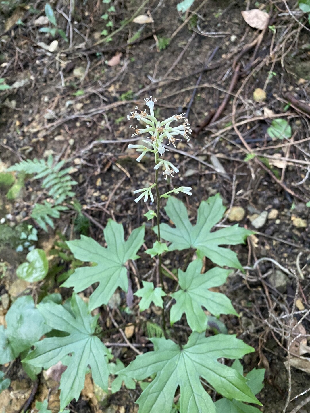 福智山で懐かしい植物に遭遇 明美さんの福智山 尺岳 雲取山の活動日記 Yamap ヤマップ