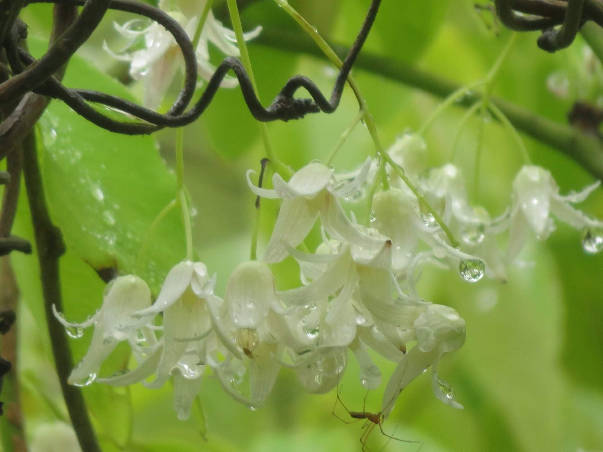 保津峡の橋の袂に郁子の花 悟空22 Kyoyamaさんのモーメント Yamap ヤマップ