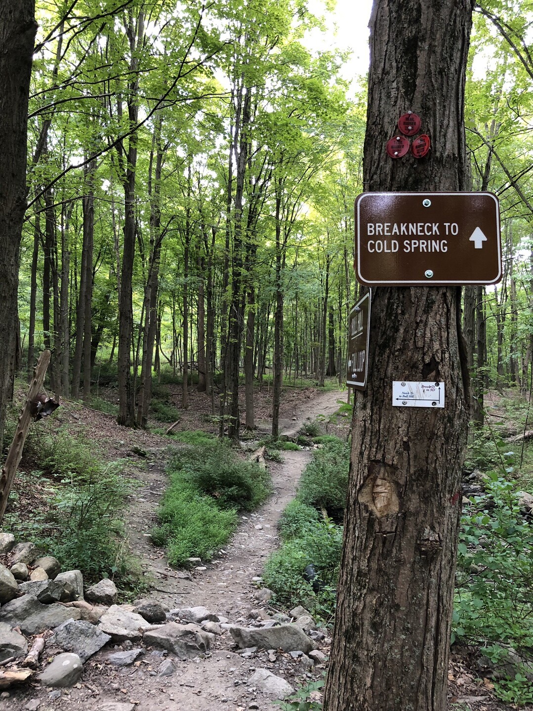 Breakneck Bypass And Undercliff 19 8 25 Mt Adventureさんのハドソン ハイランズ州立公園の活動日記 Yamap ヤマップ