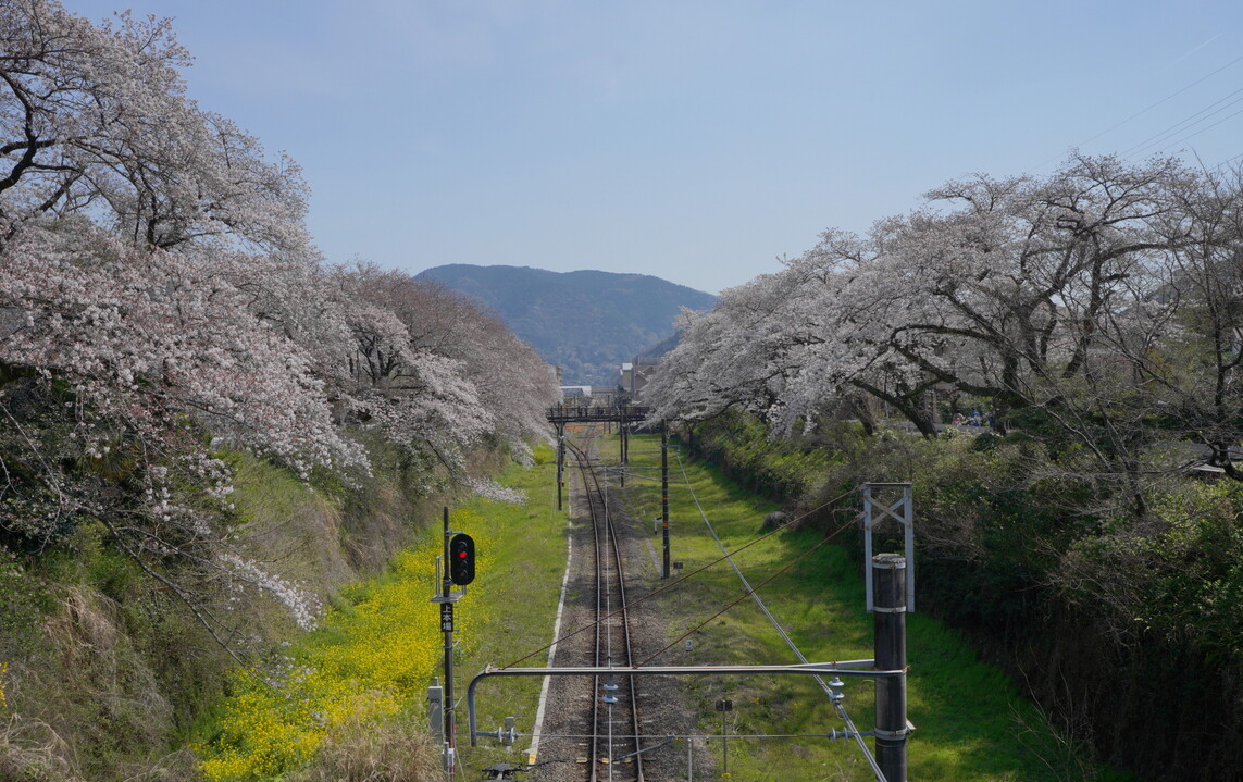 山北駅の電車と桜 洒水の滝 河村城址花いっぱいで春爛漫 高松山 大野山の写真1枚目 電車を待つ間色々な場所で撮影 Yamap ヤマップ