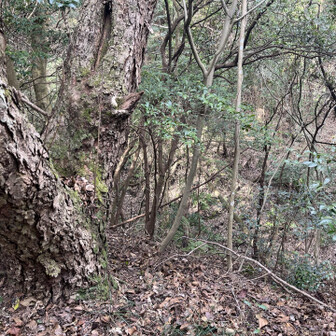 飯塚市 大樹あり。