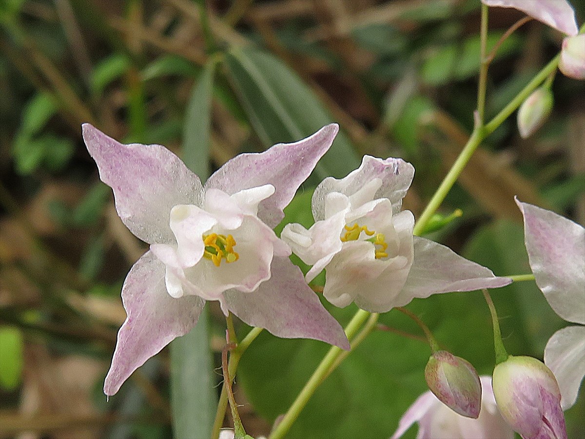 三次市 スズフリイカリソウいろいろ Sumire28さんの三次市 東エリア の活動日記 Yamap ヤマップ