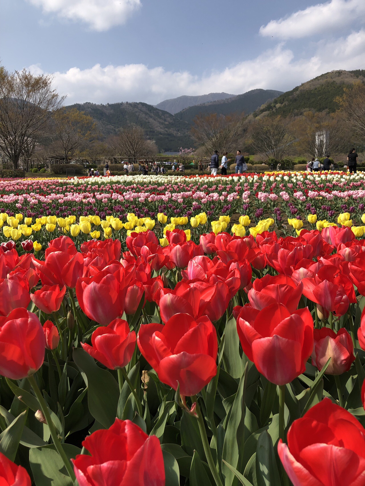 秦野戸川公園から水無川と弘法山 19 04 06 バードさんの弘法山の活動日記 Yamap ヤマップ