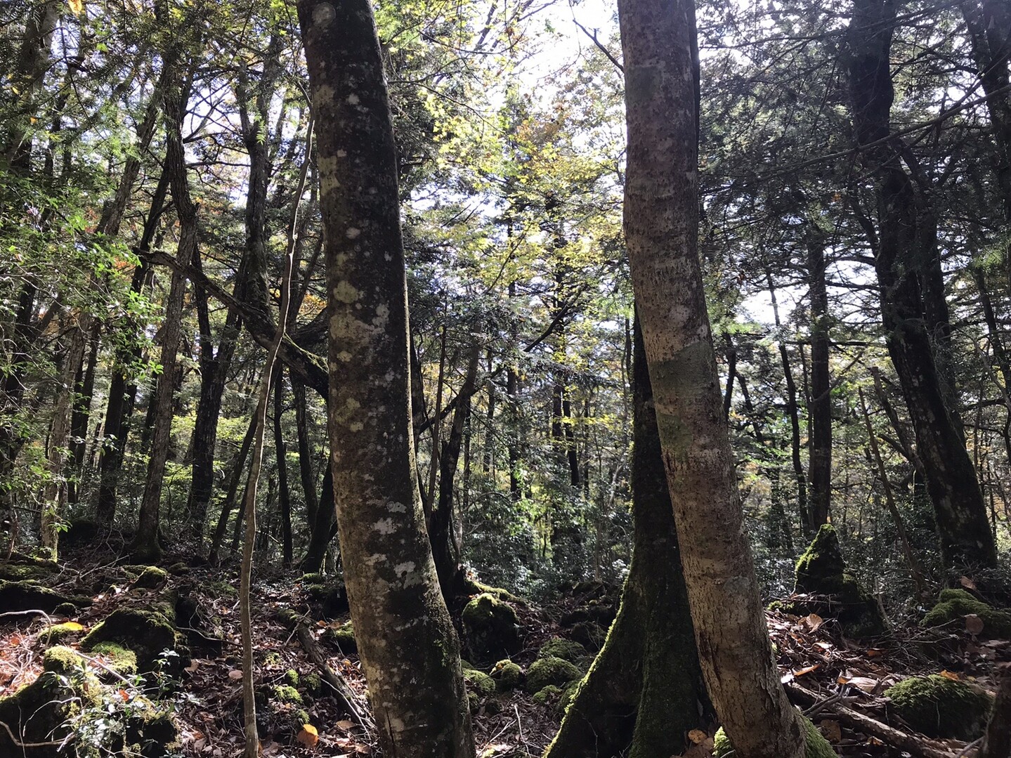 青木ヶ原20201024 / YAMAP / ヤマップ