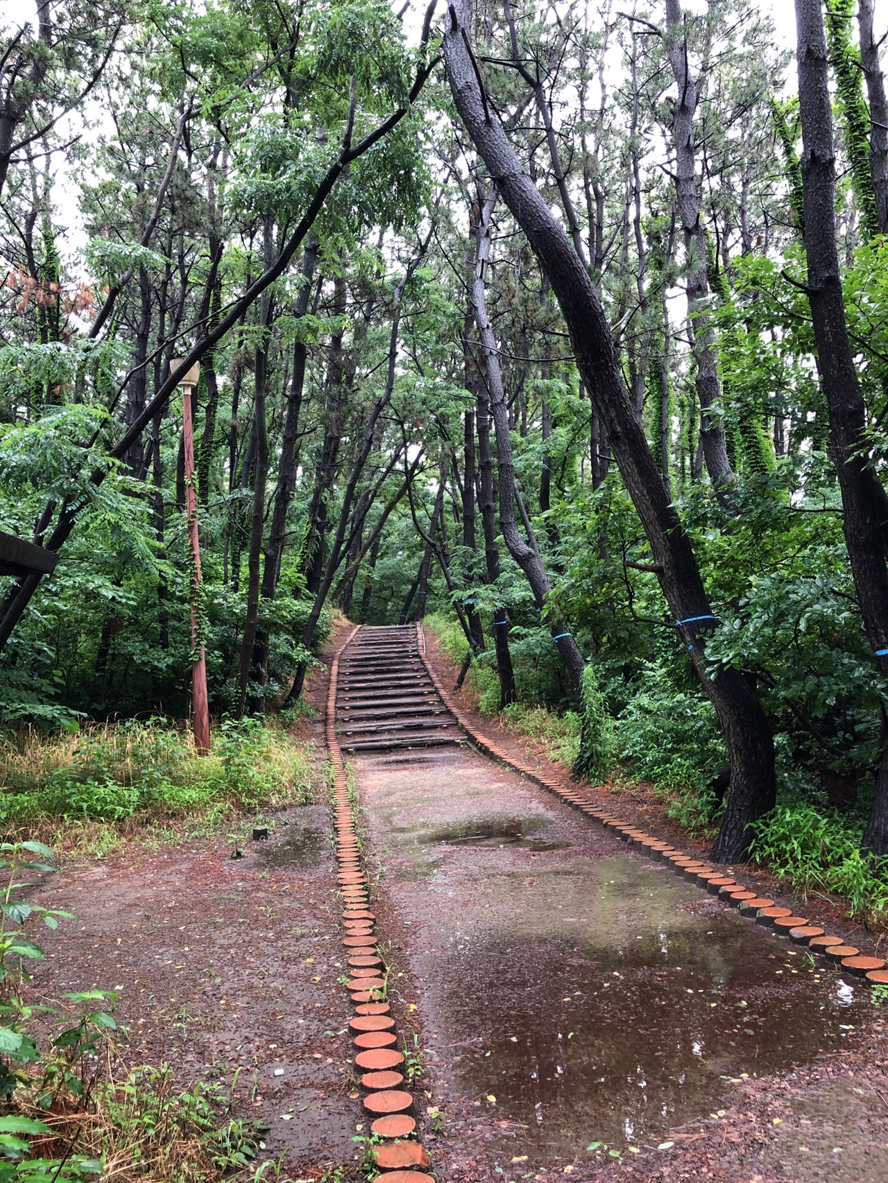 新潟県森林浴の森百選 新潟西海岸公園 ケロよんさんの新潟市の活動データ Yamap ヤマップ