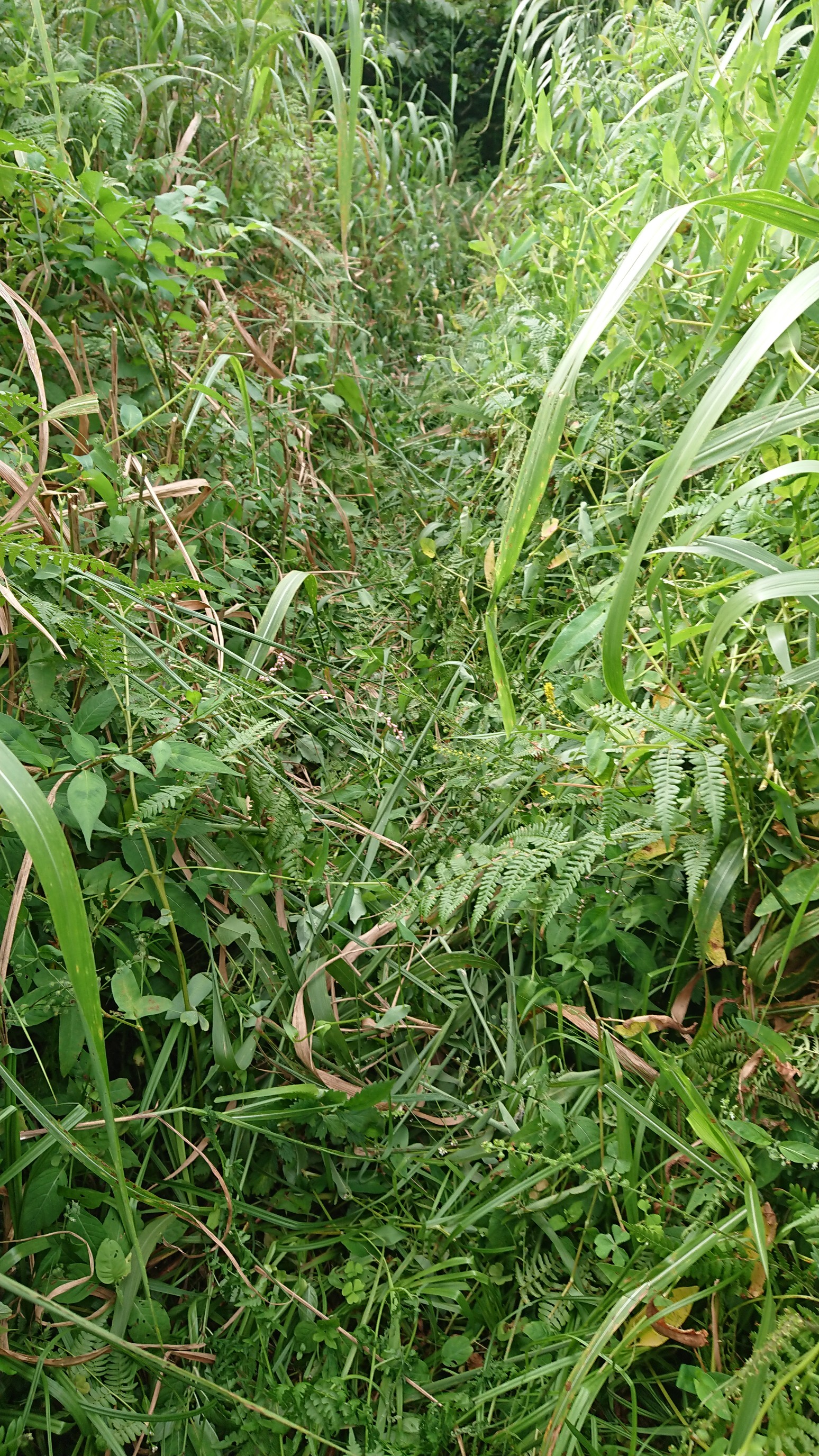 木六山・銀次郎山 草の回廊
