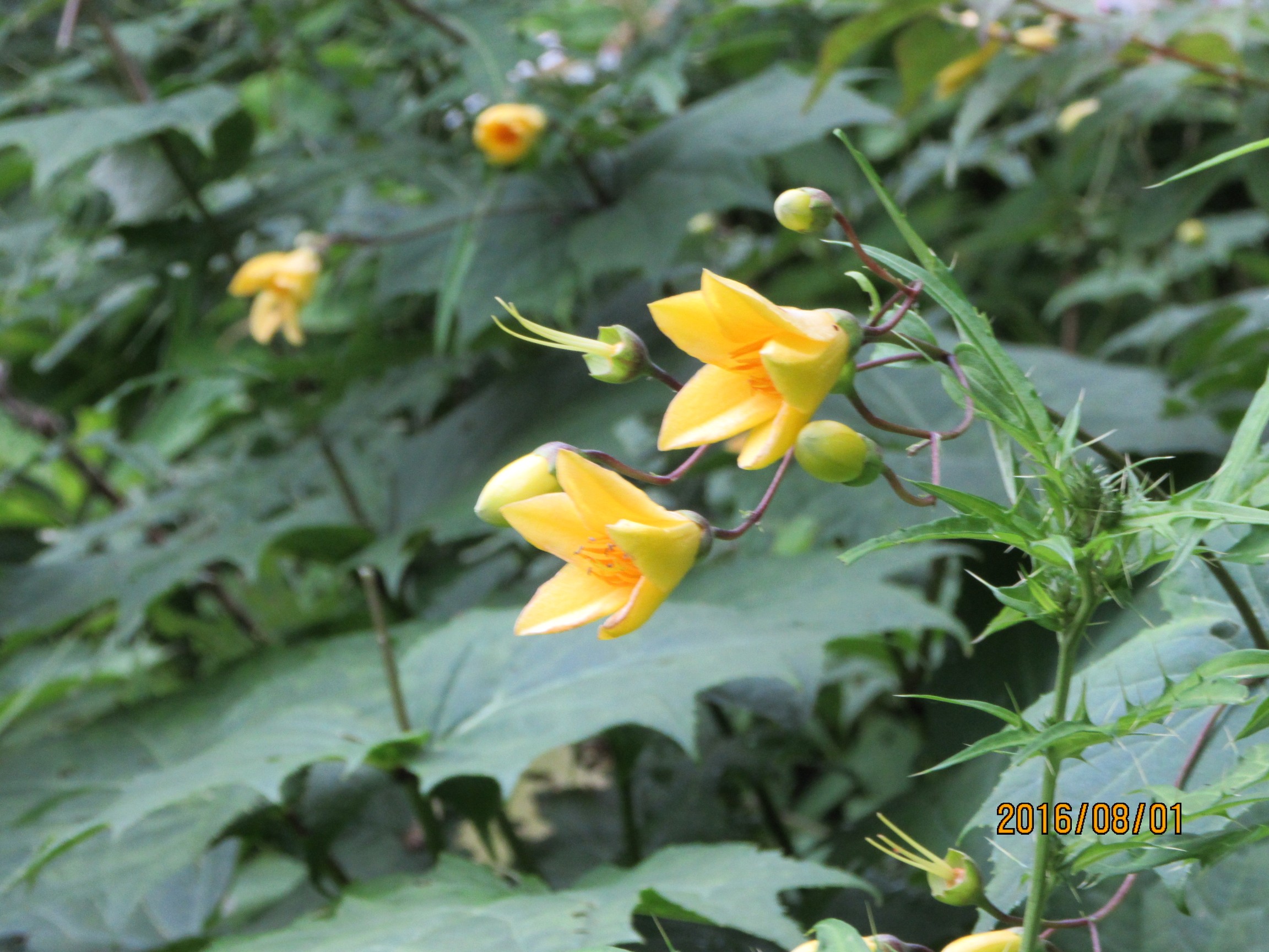 剣山 天涯の花キレンゲショウマを見に 16 08 01 ドクターさんの剣山の活動データ Yamap ヤマップ