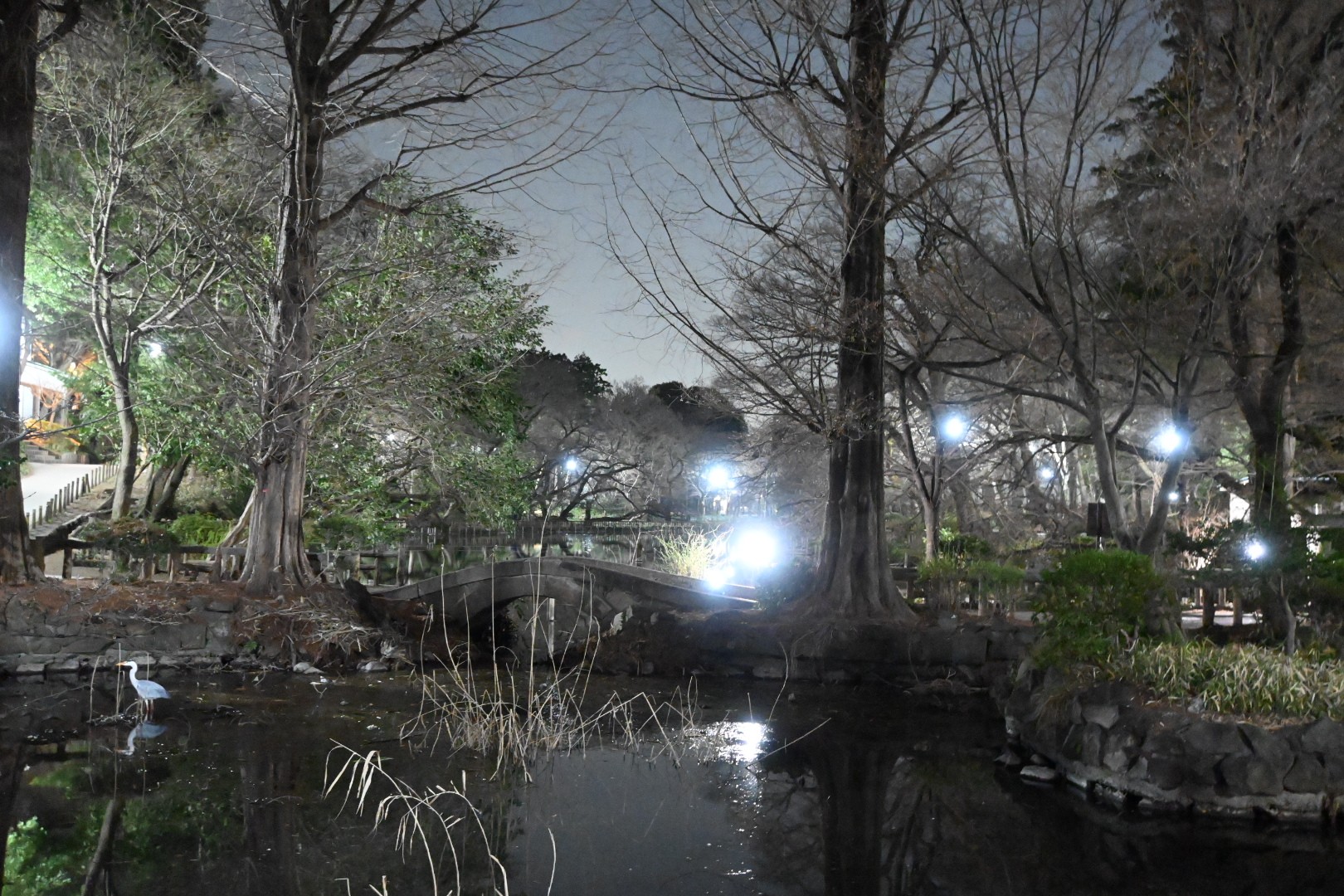井の頭公園夜散歩 何となく写真撮りたく Gt2 0さんのモーメント Yamap ヤマップ