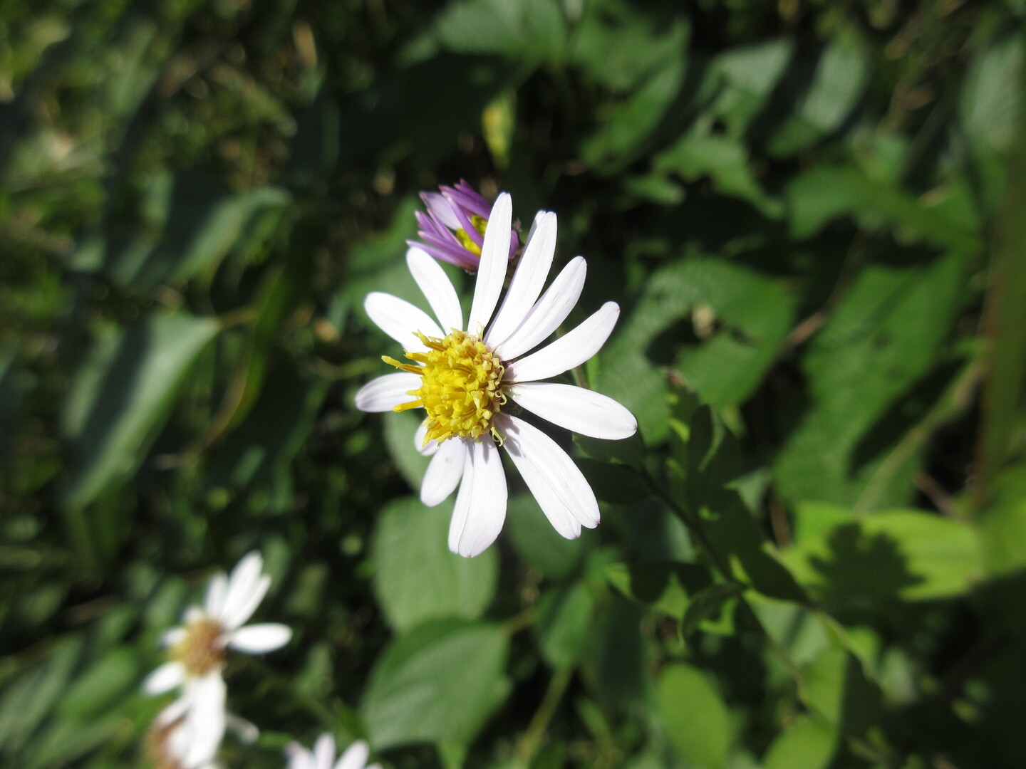 菖蒲谷から石峰山周回 高所恐怖症さんの石峰山 高塔山の活動日記 Yamap ヤマップ