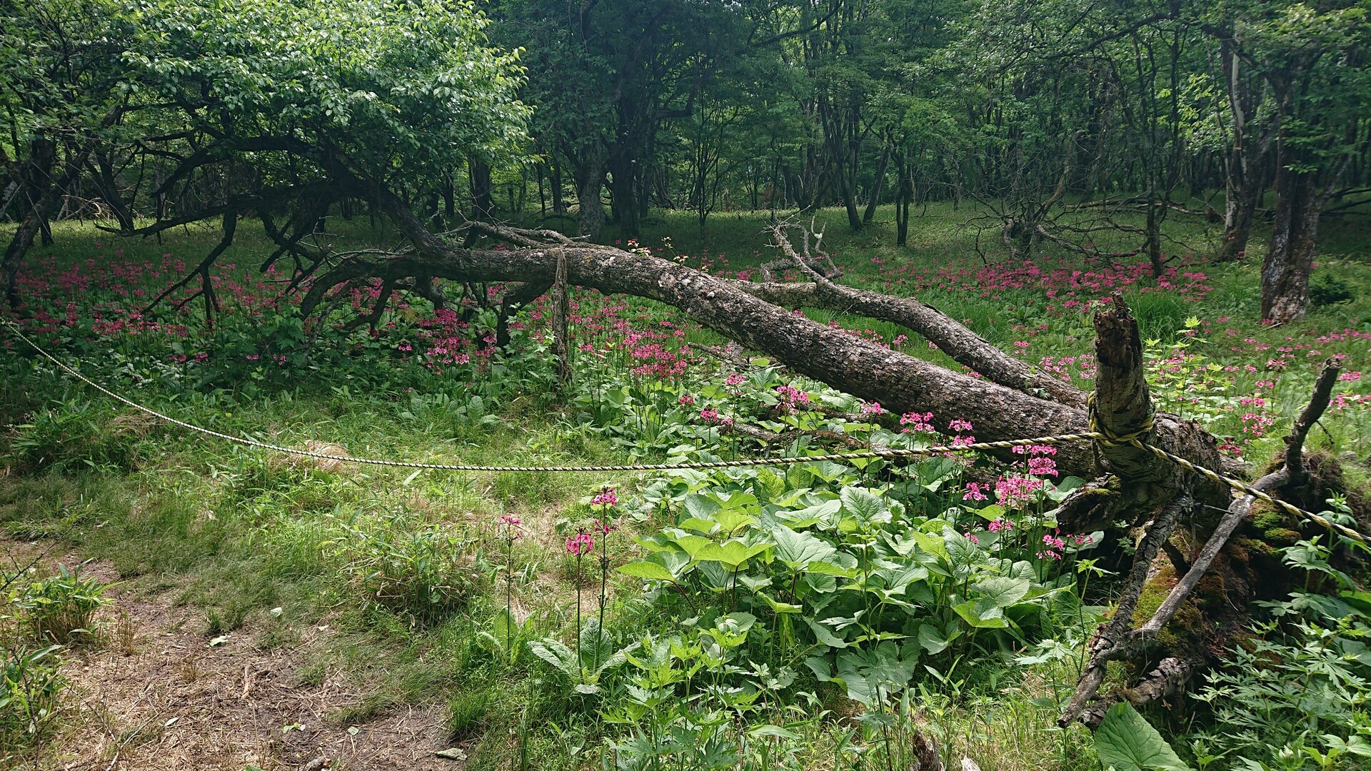咲き誇る花は散るからこそに美しい 散った ひじりんぱさんのモーメント Yamap ヤマップ
