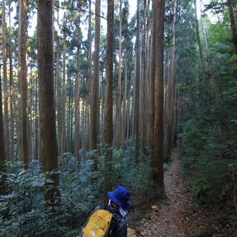 行縢山 人工林を進みます